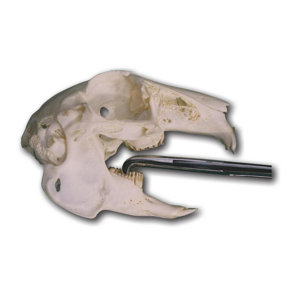 Extraktionszange für Backenzähne Nager, 160 mm lang (012199)