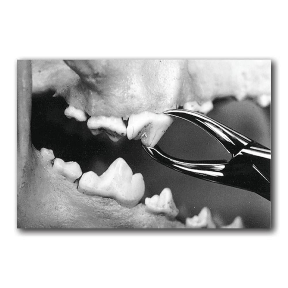Zahnstein-Zange, Spitze/Rille 2er-Satz (180 mm und 150mm für Katzen) (01205SET2)
