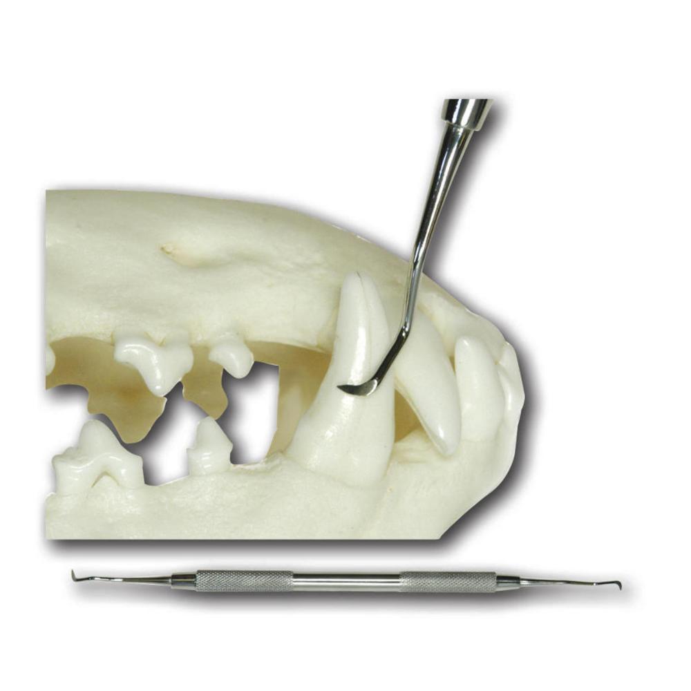 Zahnkürette nach Jaquette, supragingival, 170mm lang (012120)