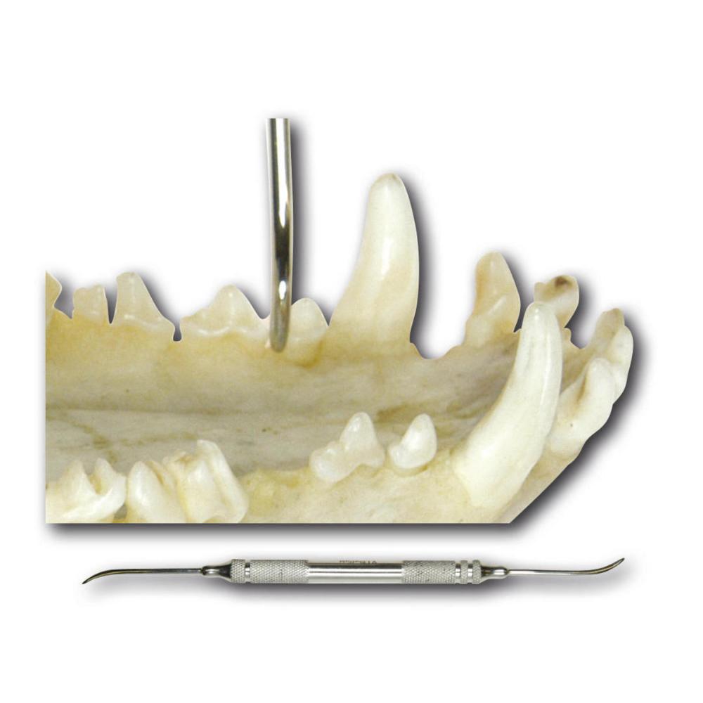 Zahnhebel, doppelendig, 2mm, 185mm lang (012036)